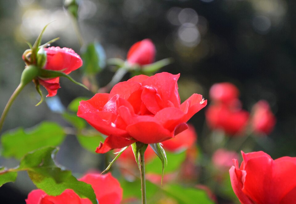 Passion love garden