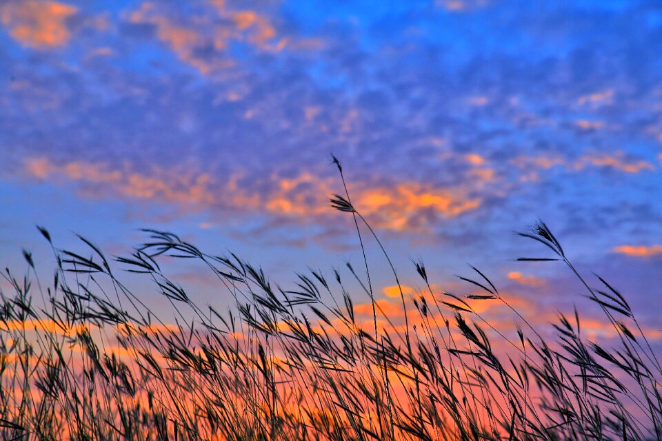 A surname grass huoshao