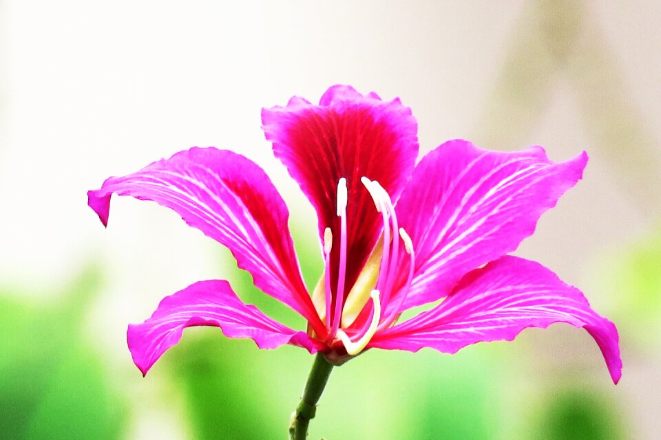 Flower plant summer