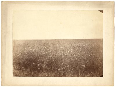 Flowery steppes between Barnaoul (i.e., Barnaul) and Tomsk LCCN99615451