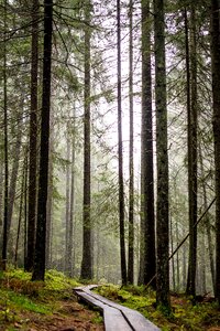 Forest sky wood photo