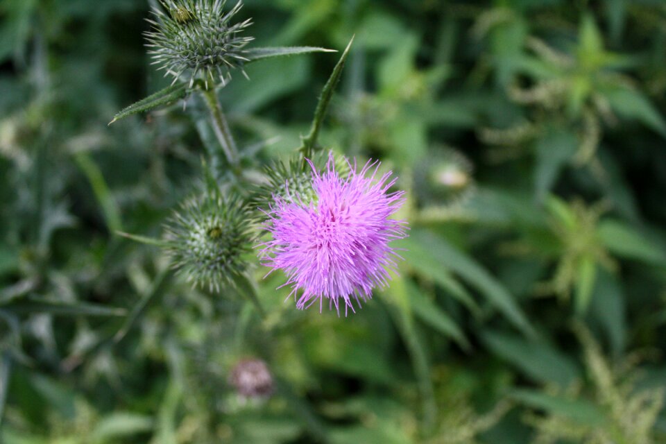 Macro flora summer