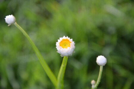 Hatching garden flower