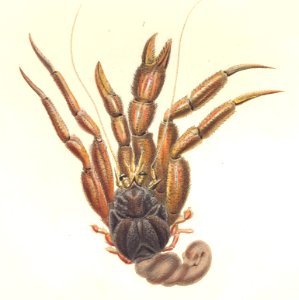 FMIB 53094 Oagyrys splendescens