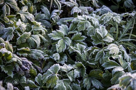 Frost grass autumn