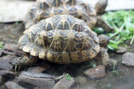 Turtle for Free photos