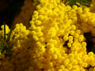 Floral no one mimosa