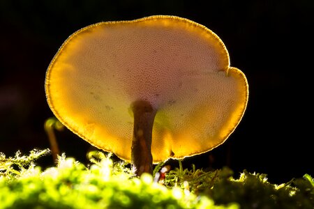 Small mushroom sponge mushroom hat photo