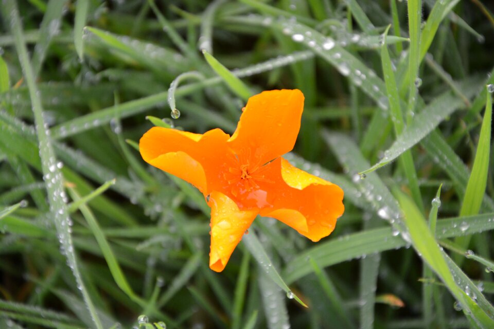 Nature botany flowering