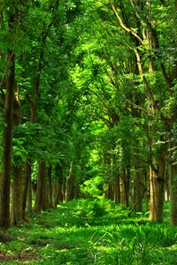 Forest nature tree wood photo