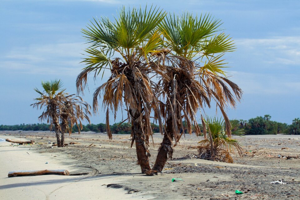 Tropical summer turkana