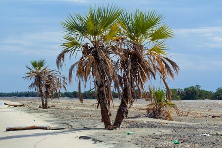 Tropical summer turkana