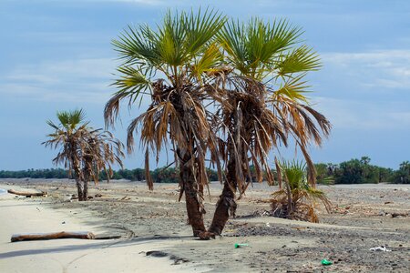 Tropical summer turkana photo