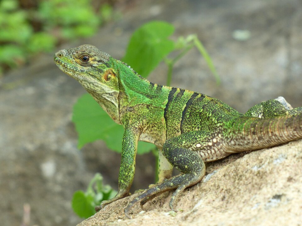 Green sunny reptile