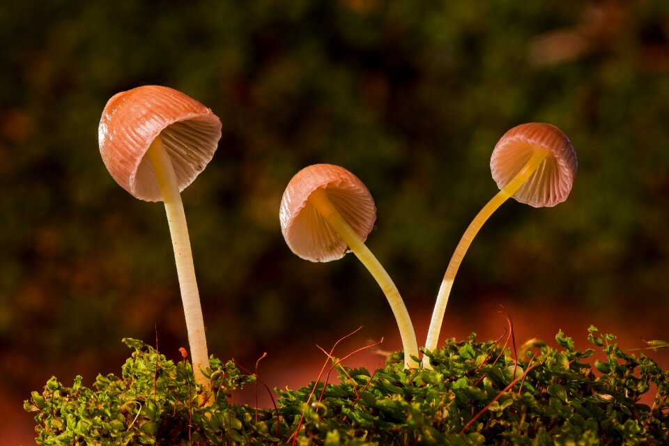 Mini mushroom sponge small mushroom