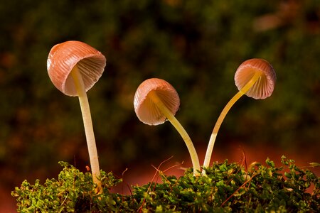 Mini mushroom sponge small mushroom photo