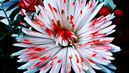 Bloom garden spring