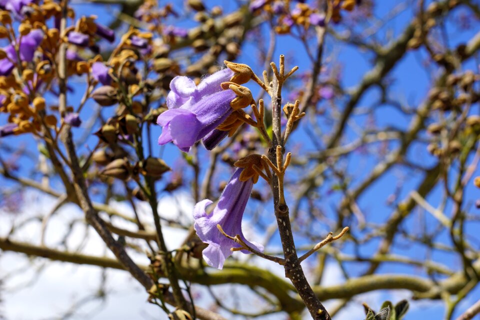 Branch plant outdoor