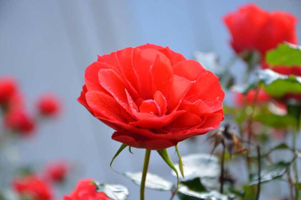 Hatching rosebush offer events