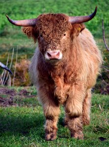 Beef hairy fur photo