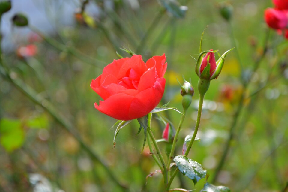 Hatching rosebush offer events