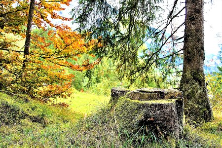 Forest october colors of autumn