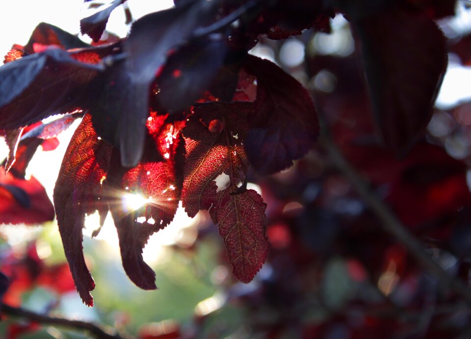 Sunset red leaves fall