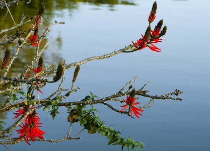 Rio flower nature
