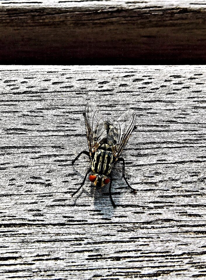 Nature filigree wings compound eyes
