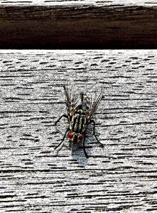 Nature filigree wings compound eyes