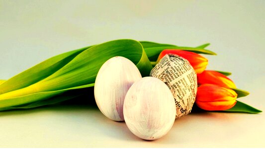 Tulips spring eggs