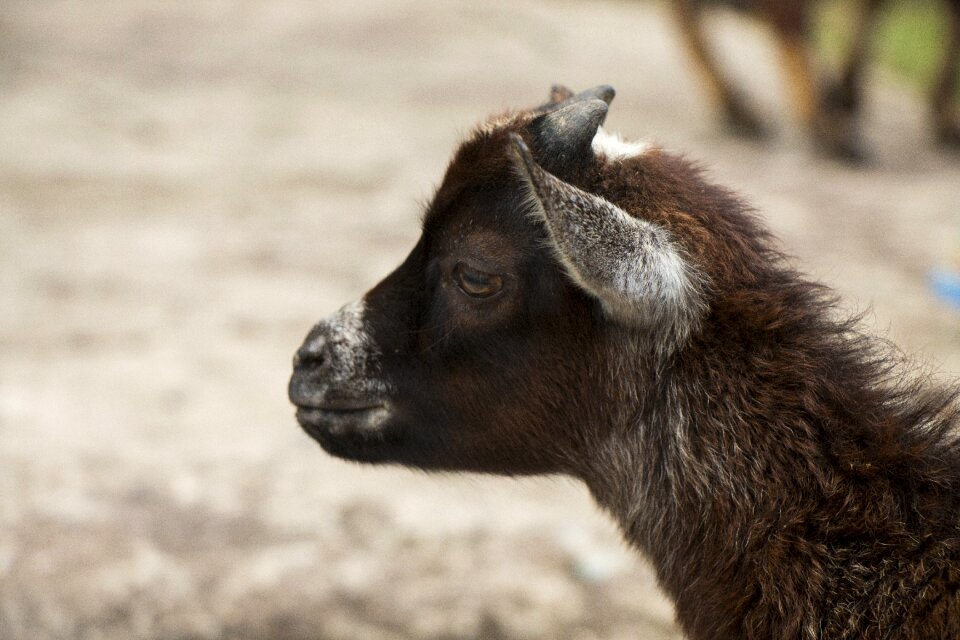 Horns the head of the black leather