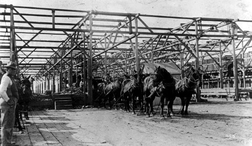 Food Adm. sugar, receiving beets in factory shed, Oxnard, (California), factory (cropped)