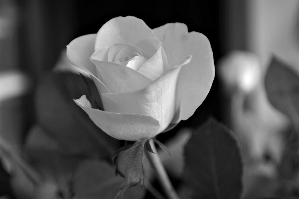 Flower grey nature