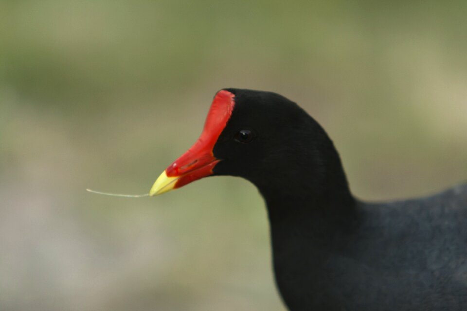 Rio nature tropical birds