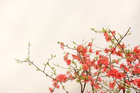 Flower the scenery plant