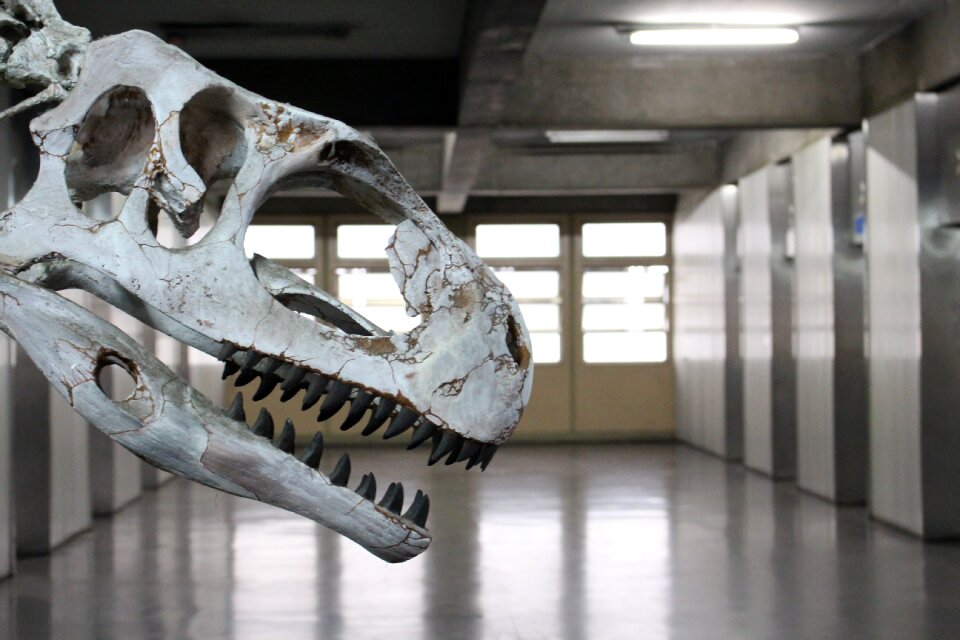 Dinosaur fossil Free photos