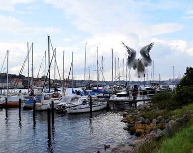 Sailing boats bird in flight