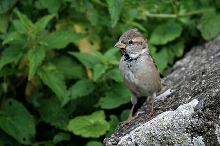 Bird sparrows sperling photo