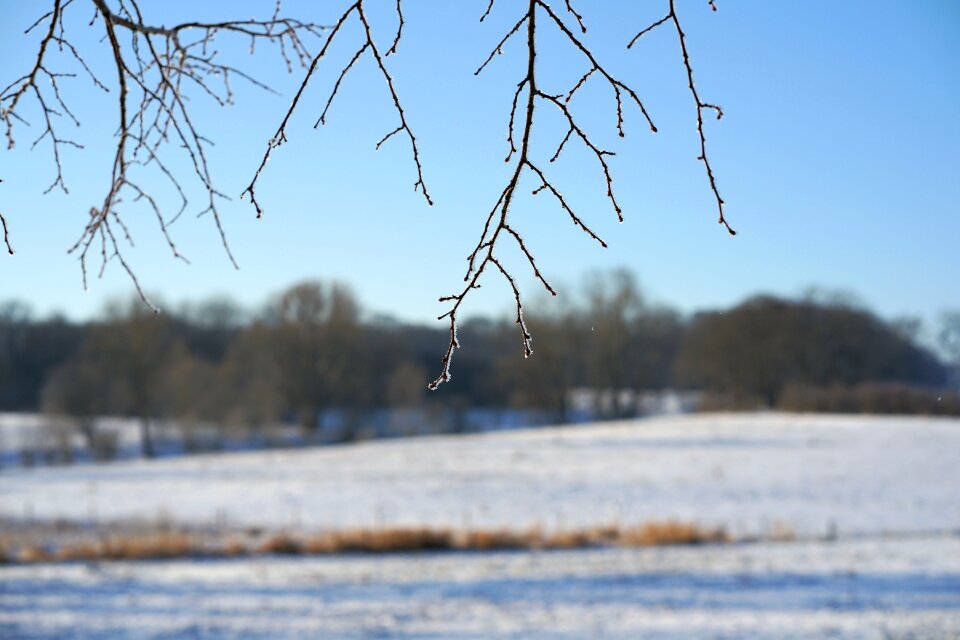 Nature tree snow photo