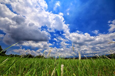 Nature sunshine grass