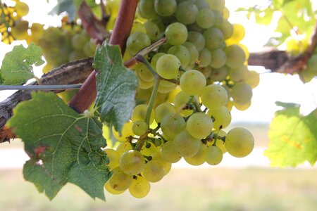 Leaf agriculture vineyard