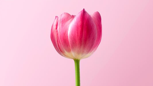 Summer lively tulip photo