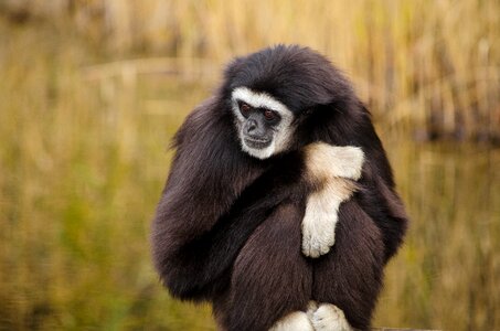 Primate animal white-handed gibbon photo