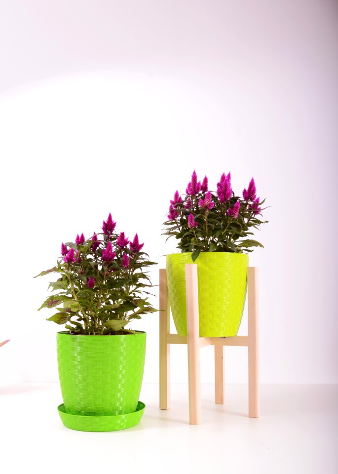 Color colorful pot