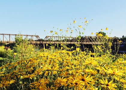 Summer bridge river