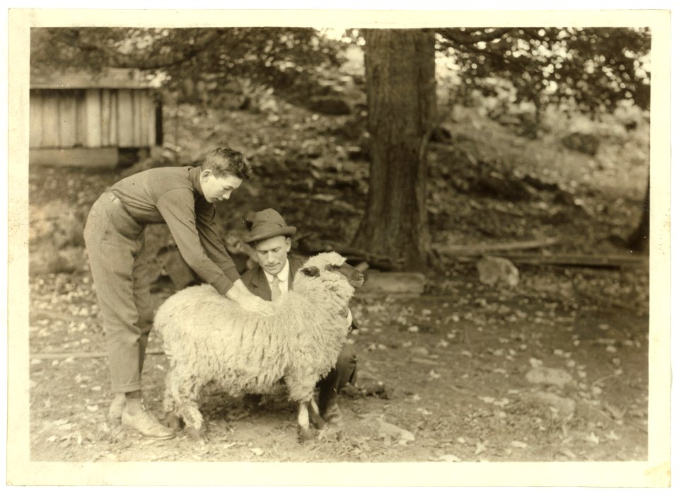 Forest Kellison, 4 H Club Member raising a sheep. Examining the quality of the fleece under direction of Harold Willey, Farm Bureau Agent. LOC nclc.04426