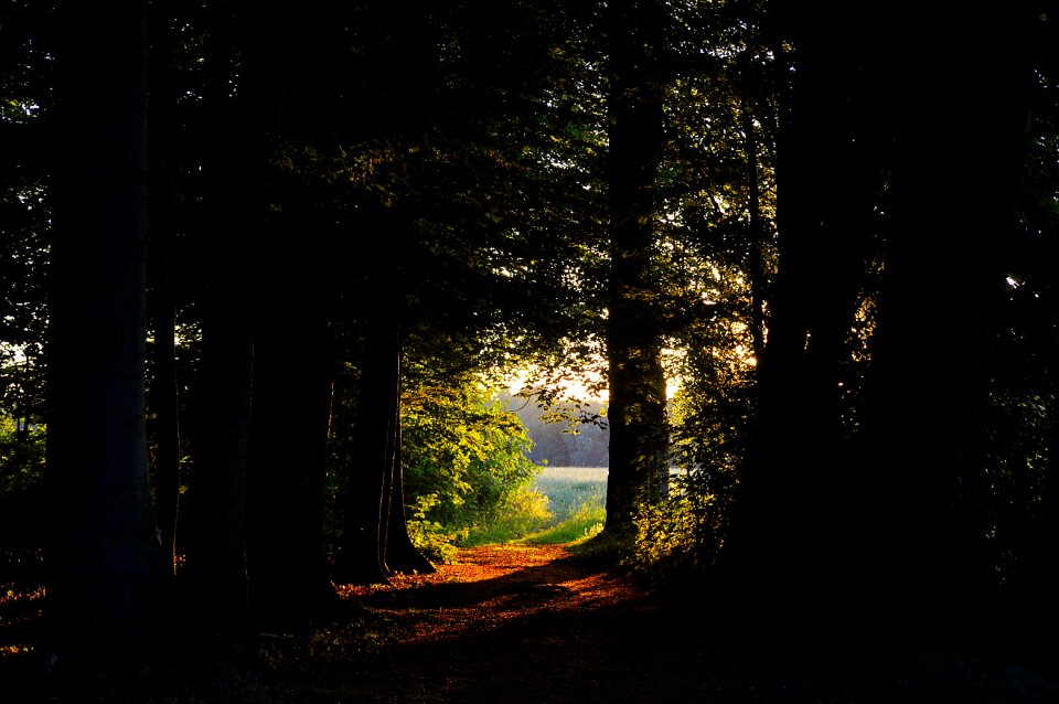 Nature glade landscape