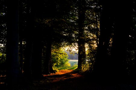 Nature glade landscape