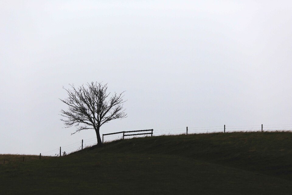 Plant nature sky